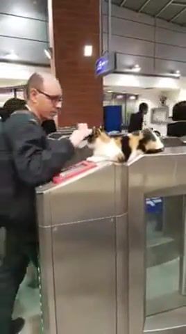 Boss, Cat, Cats, Subway, Kitty, Cat Funny, Catsof, Boss, Animals Pets