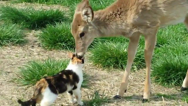 Cat and whitetail deer bath, animals pets.