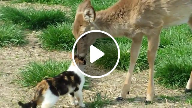 Cat and whitetail deer bath, animals pets. #0