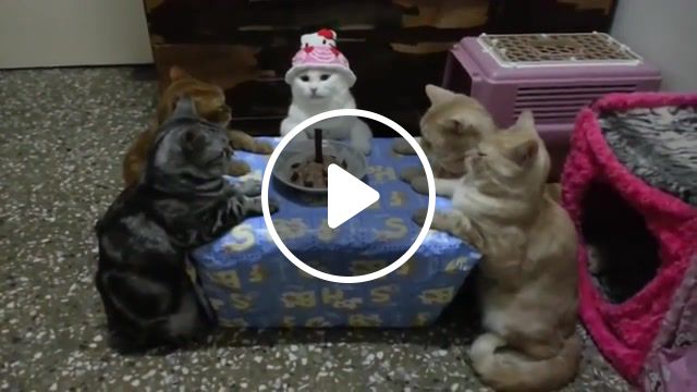 Cat celebrates her birthday in style, viral, animals pets. #1