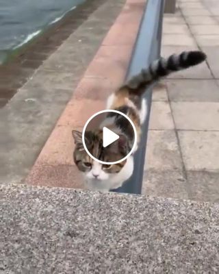 Cat in Hawaii