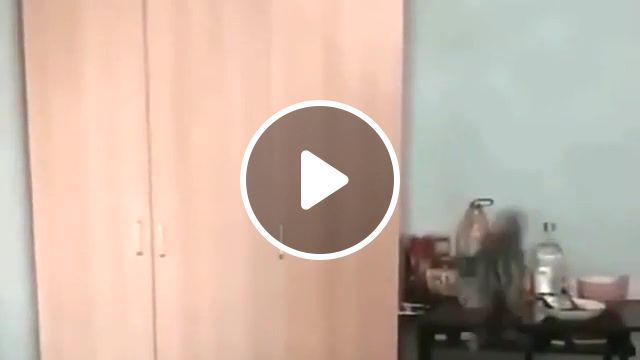 Cat like a boss, fun, funny, funny cat, funny pet, funny animal, lol, omg, asin, funny moment, cat, like a boss, awesome, amazing, likeaboss, gif with sound, twitter, instagram, new, gif, animals pets. #0