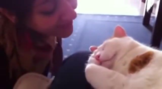 Cat Meows When Kissed, Kitten, Best, Crash, Cat Kissed On The Forehead, Popular, Flicks, Cat Meowing In Sleep, Viral, Odd News, Youtube, Dailypicksandflicks, Daily Picks, Vines, Picks, Kitten Being Kissed On Forehead, Meow, Forehead, Funny Pictures, Vine, Cute Cat, Daily, Cat Meows When Kissed, Human Gives Cat Kisses, Interesting, Cats Sleeping, Animals Pets