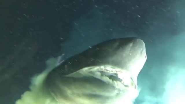 Close encounter with a deep sea shark, shark, bluntnose sixgill, florida museum of natural history, deep sea, ocean research, oceanx, tagging, florida program for shark research, gavin naylor, animals pets.