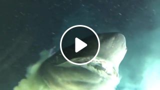 Close encounter with a deep sea shark