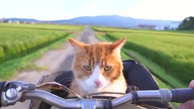Haku loves joining in on bike rides, song are you with me nilu, animals pets.