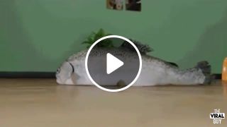 How the Asian carp invades