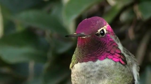 Hummingbird's iridescent head, animals pets.
