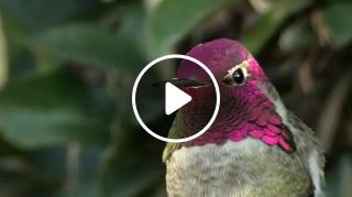 Hummingbird's Iridescent Head