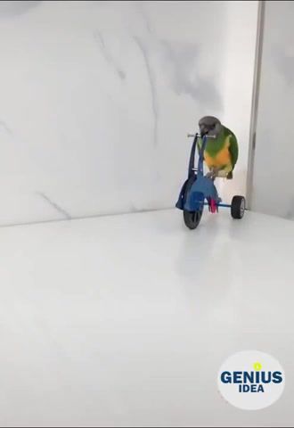 I want to ride my tricycle, parrot, tricycle, animals pets.