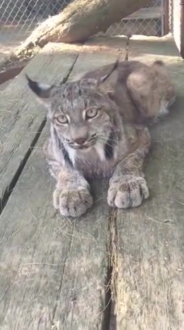 Lynx cat meowing