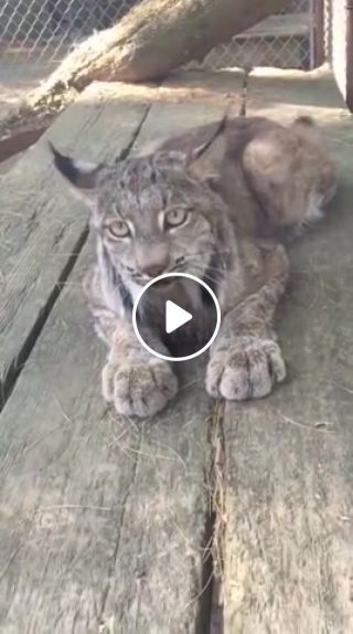 Lynx cat meowing