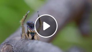 Maratus unicup 4. 4 ' newest peacock spider found in australia