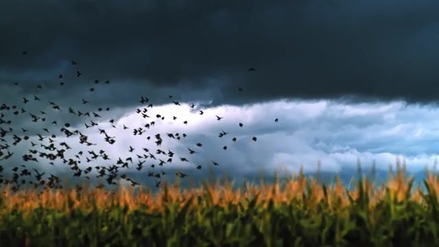 Nature - Video & GIFs | license,stock,clip,rights managed,filmmaker,stock clips,electricity,slowmo,supercell,monsoon,flex 4k,birds,stock footage,dustin farrell visual concepts,dustin farrell,uhd,time lapse,storm chasing,storms,weather,lightning,dfvc com,slow motion,1000fps,phantom flex4k,earth,nature,cinematography,4k,film,alberta,canada,britishcolumbia,arcteryx,resourcemag,landscapes,mountains,feet,legs,blonde redhead,beautiful,timelapse,landscape,stars,sky,visit yuma,visit arizona,yuma arizona,yuma,arizona,lunar,moon,fullmoon,full moon,supermoon,albert einstein,nature travel
