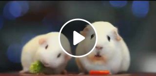 No expression hamster
