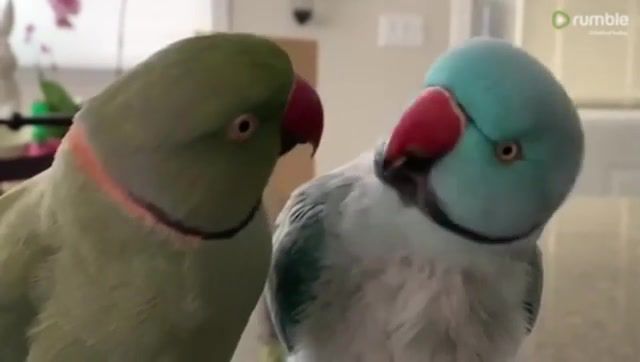Parrots talk to each other - Video & GIFs | funny,parrots,birds,animals pets