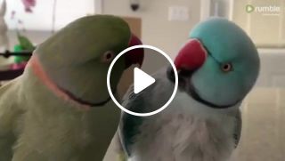 Parrots talk to each other