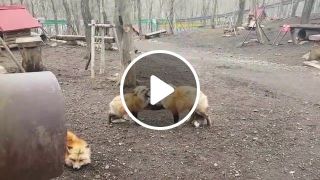 Screaming Foxes