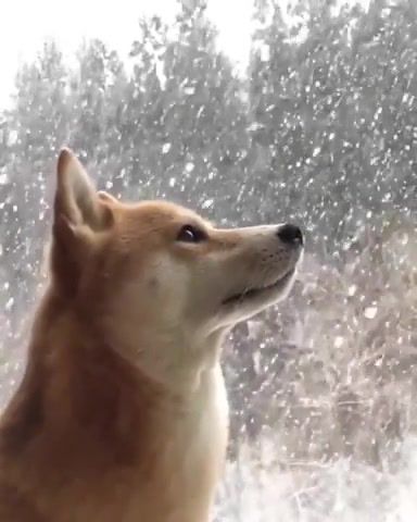 Shiba Inu - Video & GIFs | rude,eternal youth,shibe,shiba,shiba inu,shibe memes,shibe nation,dog,music,rude music,2k18,cute,animals pets