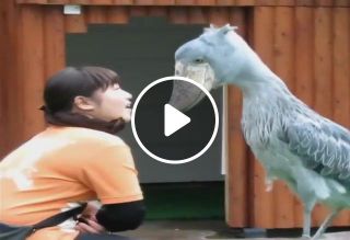Shoebill Ain't in With You