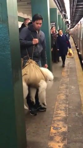 That's not a bag, nycsubway, dog, bag, harness, argument, new york city, nyc, swayve and de boner, animals pets.