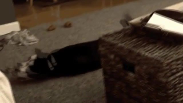 When your dogy do not want to go home - Video & GIFs | dog,funny dog,scorpion,mortal kombat,mk,animals pets