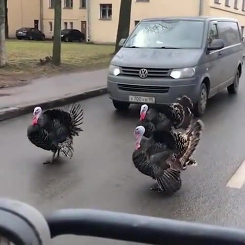 Who let the turkeys out, Animals Pets