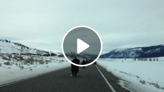 You won't believe what these Yellowstone buffalo do