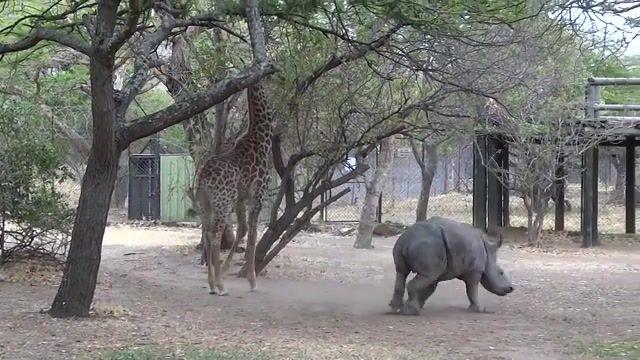 A giraffe kicked a naughty rhino, wildelifeofgo'ska, swiat oczami go'ski, cute movie, animals, animal, rhinoceros, moholoholo, wildlife, nosorozec, zyrafa, giraffe kick rhino, giraffe, rhino, animals pets.