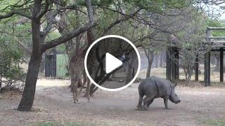 A giraffe kicked a naughty rhino