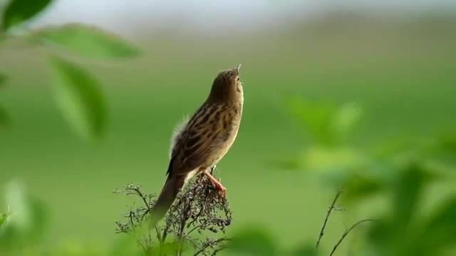 Bird, birds, beautiful, morning, nature, song, beauty, forest, animals, travel, photo hunting, bird, day, animals pets.