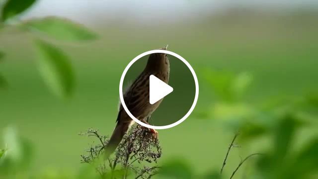 Bird, birds, beautiful, morning, nature, song, beauty, forest, animals, travel, photo hunting, bird, day, animals pets. #0