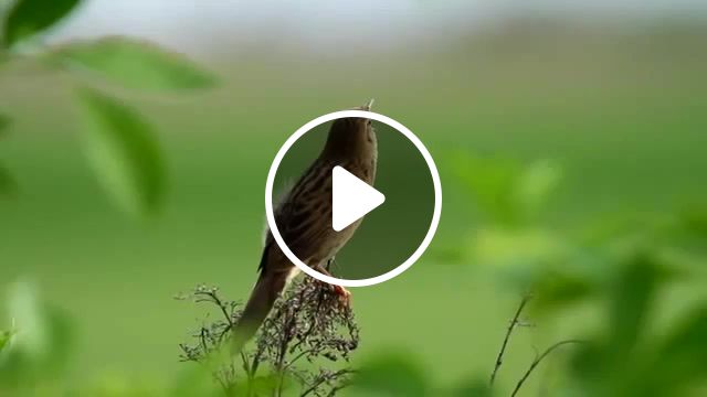 Bird, birds, beautiful, morning, nature, song, beauty, forest, animals, travel, photo hunting, bird, day, animals pets. #1