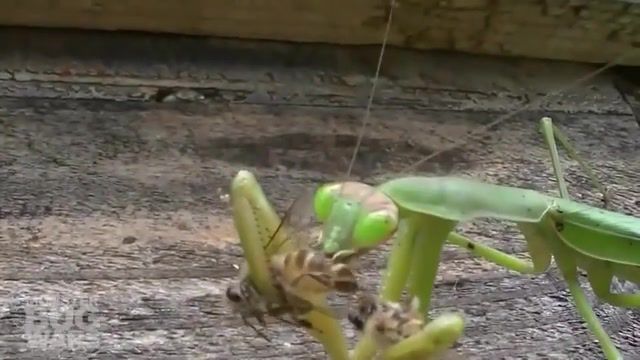 Bug Wars Captured Compilation 6 MONSTER BUG WARS - Video & GIFs | monster bug wars,spiders fighting,ants,funnel web,black widow,white tail,attack,bites watch scary,huge,fight,critter,bug fight,bug battle,insects,science,bug wars captured,compilation,vs,6,animals pets