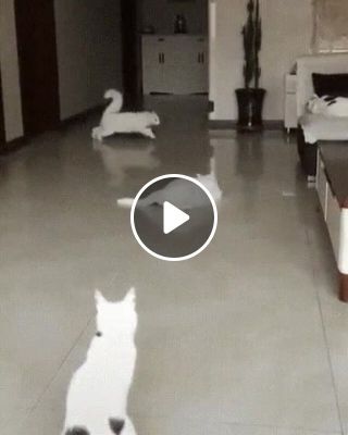 Cat drifting
