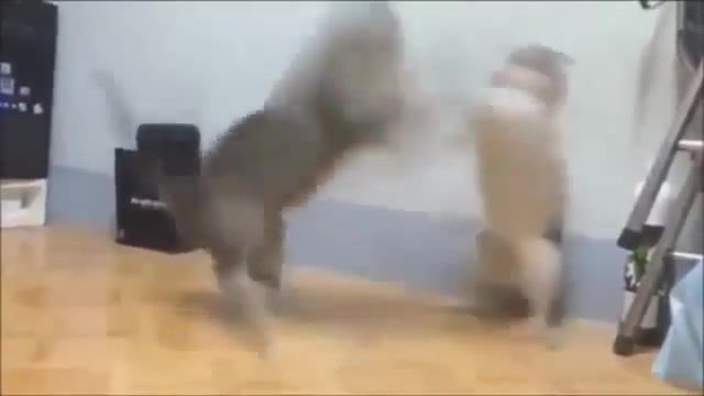 Cat fight anime