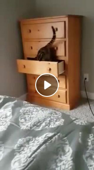 Cat plays hide and seek