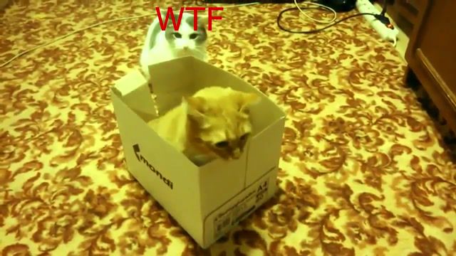 Catcena, john cena, cat, box, troll, funny, zoo, wtf, cats, game, nice, wrestling, comedy, moment, cheesy, action, versus, will, best, animals pets.