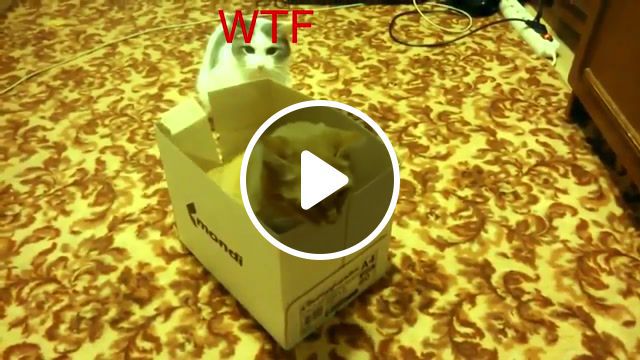 Catcena, john cena, cat, box, troll, funny, zoo, wtf, cats, game, nice, wrestling, comedy, moment, cheesy, action, versus, will, best, animals pets. #0