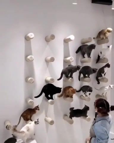 Cats on the wall, cat, cats, kittens, funny, cool, epic, many, japan, meow, scratch, post, edit, music, chill, relax, wall, stack, trained, animals pets.
