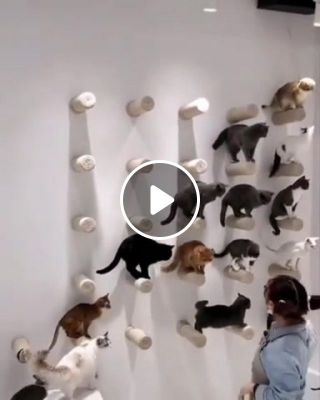 Cats on the wall