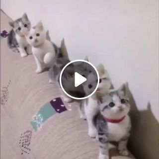 Cute cats in perfect sync 3