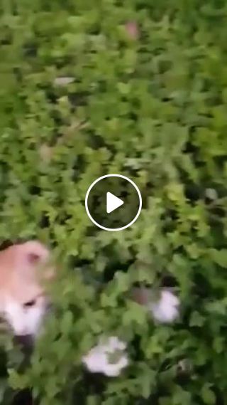 Cute kittens are playing in the bush