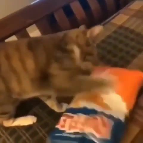 Cute lazy eyed cat wants chips, Animals Pets