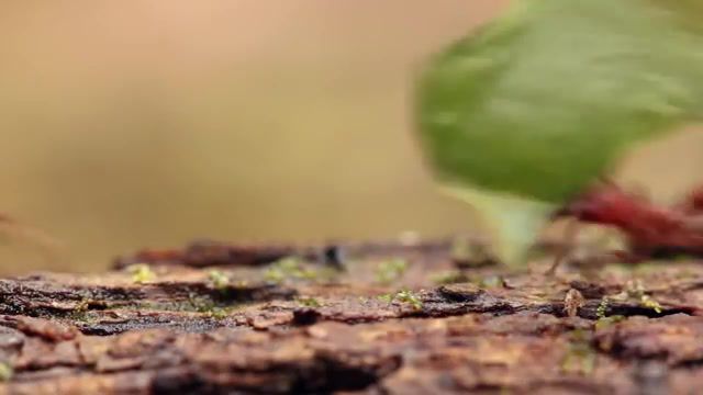 David the outcast - Video & GIFs | ants,nature,poop,leaf,leaves,tree,ant colony,feces,its not a phase mom,animals pets