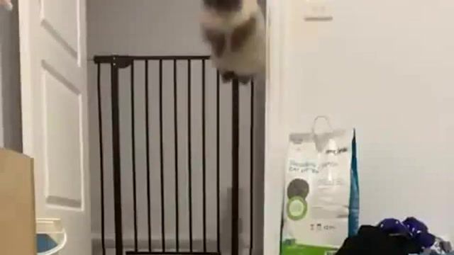Everyday Cats - Video & GIFs | cat memes,engelwood,crystal dolphin,engelwood crystal dolphin,weird cats,meme,kitten,kitty,cats,cats compilation,funny cats,funny,cat,animals and pets,animals pets