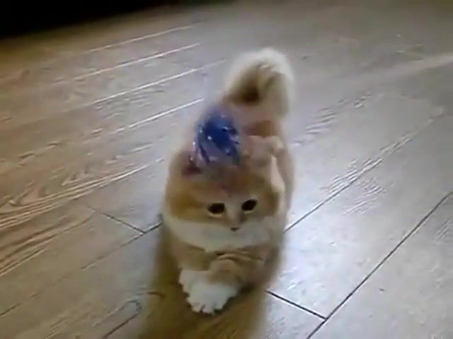 Fluffy Kitten does not know what to do, Rabbit, Comedy, Mouse, Bird, Hamster, Funny Cats, Animals, Pets, Pet, Playing, None, Meow, Musical Ensemble, Funny, Dog, Kittens, Cute, Kitty Pryde, Kitty, Cats, Cat Man And Kitten, Kitten, Fluffy