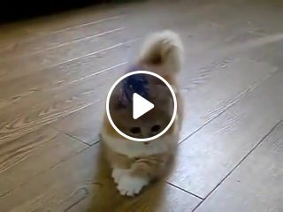 Fluffy Kitten does not know what to do