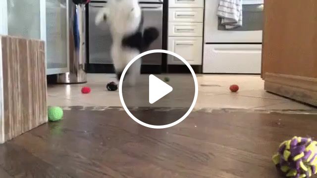 Funny furrystartler, prodigy, firestarter, cute, cats playing, cats, cat, funny, animals pets. #1