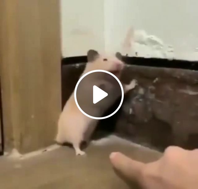 Hamster | animals pets